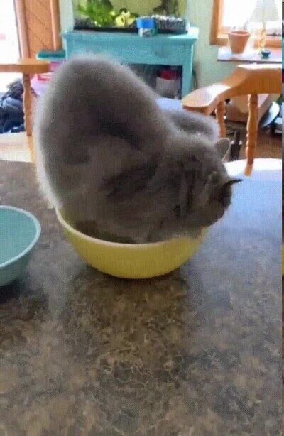 Enlace a Pobre gato, no se lo esperaba