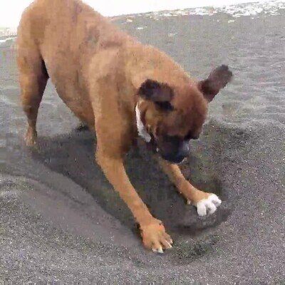Enlace a Nada más adorable que un perro haciendo un agujero en la playa