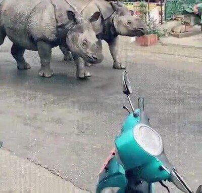 Enlace a Rinocerontes caminando por las calles de Nepal