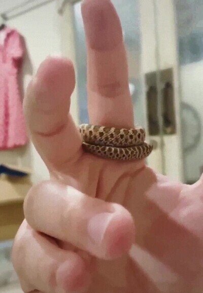 Enlace a Una serpiente que parece un anillo