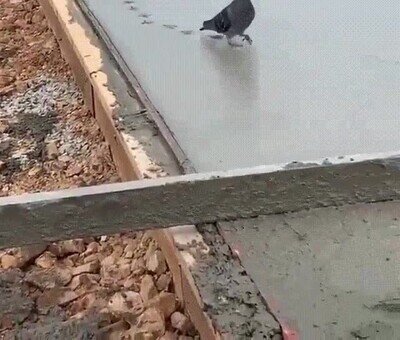 Enlace a Una paloma trolleando en una obra de cemento