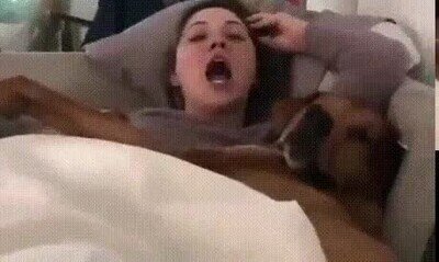 perro,fallar,truco,comida