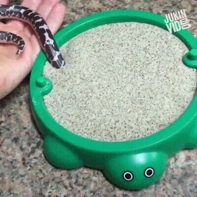 Enlace a Una serpiente y su nuevo juguete