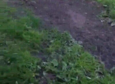 Enlace a Lo más adorable que verás hoy 