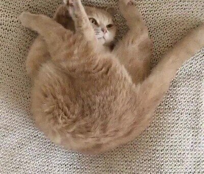 Enlace a Cuando montas un gato sin leer las instrucciones