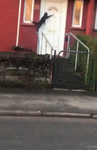 Enlace a Gatos que llaman a las puertas de casa para vender enciclopiedias