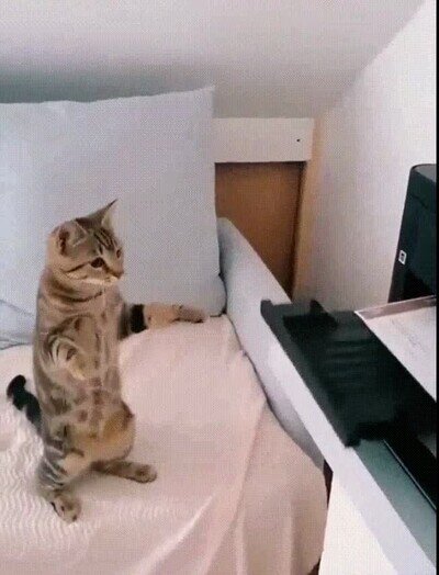 Enlace a Un gato que la tiene tomada con la impresora de casa