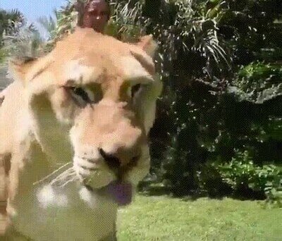 Enlace a Madre mía, pero si es enorme