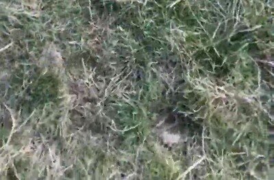 Enlace a Un perro y un caballo se asustan al comprobar que no es una roca