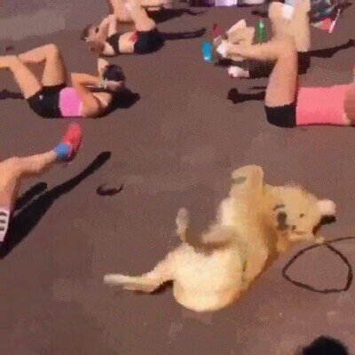 Enlace a A este perro le encanta hacer gimnasia con los humanos