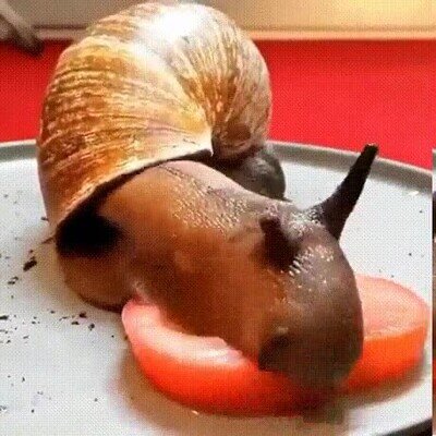 caracol,comer,tomate