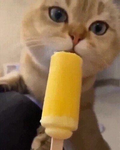 Enlace a Nadie puede decirle que no a un buen helado