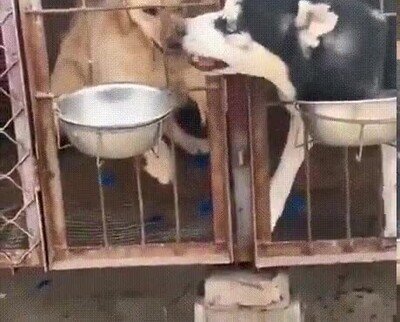 perro,dos tipos,comida