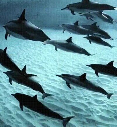 Enlace a Un grupo de delfines nadando en aguas cristalinas