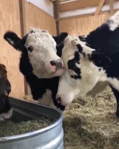 Enlace a Las vacas son los animales más cariñosos del mundo