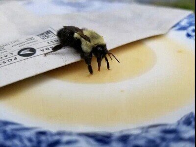 Enlace a No sabía que las abejas tuviesen una lengua tan larga