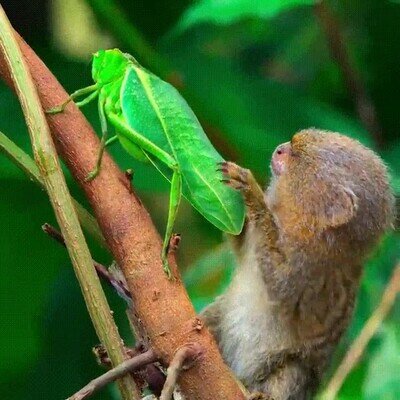 Enlace a Está fascinado con un insecto que parece una hoja