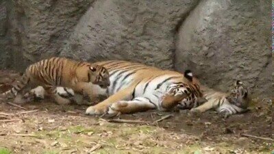 Enlace a Los tigres también pueden ser adorables cuando quieren