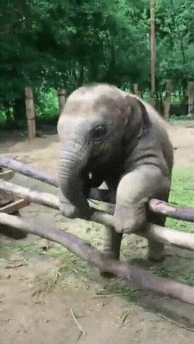 Enlace a Los bebé elefante son lo mejor del mundo