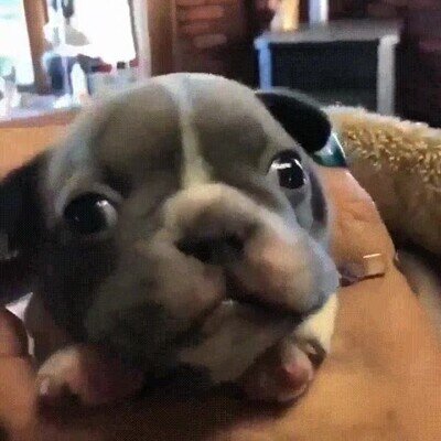 perro,adorable,mimos