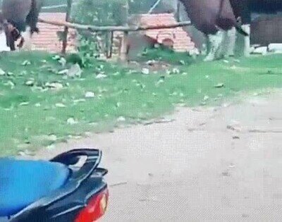 vacas,salto,valla