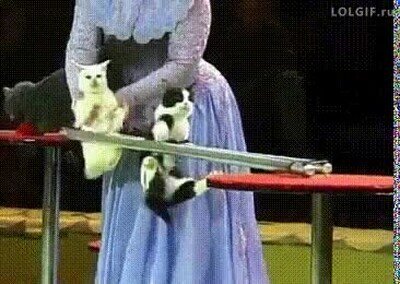 carrera,gatos,obstaculos