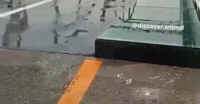 Enlace a Se pasa mal viendo cómo le resbalan las patitas