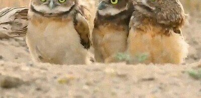 Enlace a ¿Qué es ese palo que llevas en la mano?