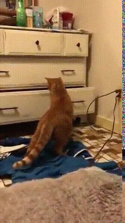 Enlace a Gente que esconde cosas en el armario