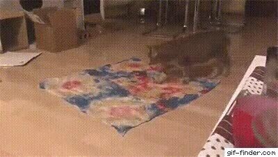 Enlace a Un gato simplemente siendo un gato