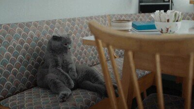 Enlace a Este gato me representa un domingo por la mañana