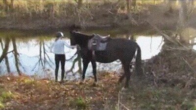 Enlace a Un caballo se niega a probar el agua por primera vez