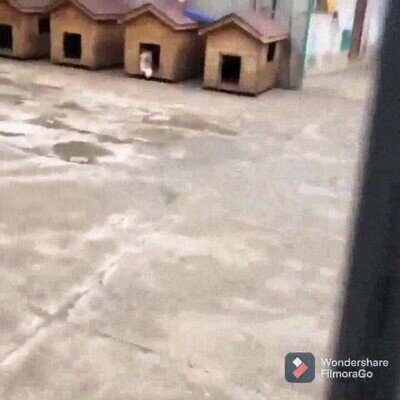 mejor,recibimiento,volver,casa