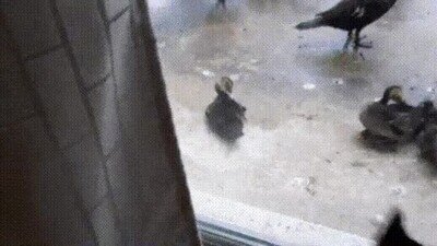 Enlace a Mi gato ha hecho un nuevo grupo de amigos