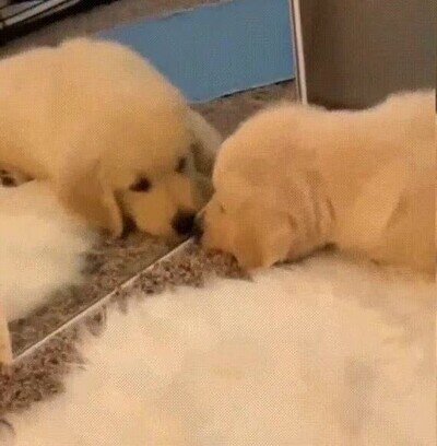 Enlace a ¿Dondé está el otro perro?