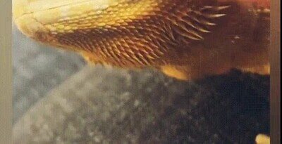 Enlace a Limpiando los agujeros de la nariz de un dragón