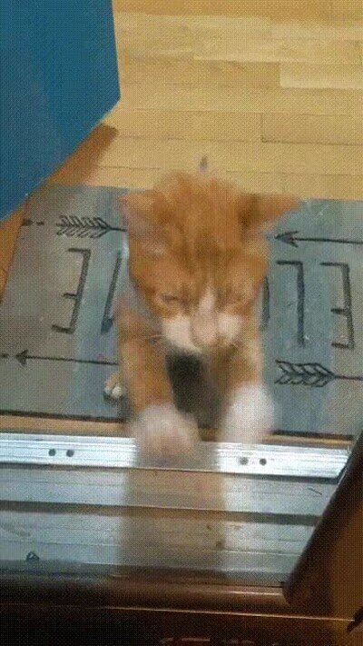 Enlace a Parece tener un campo magnético