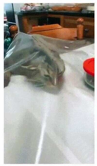 Enlace a Está siendo sigiloso pero nunca lo conseguirá