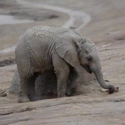 Enlace a Un bebé elefante presumiendo de habilidades