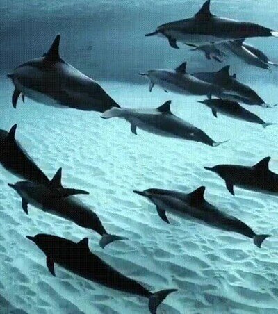 Enlace a Un grupo de delfines nadando por las cristalinas aguas de Hawaii
