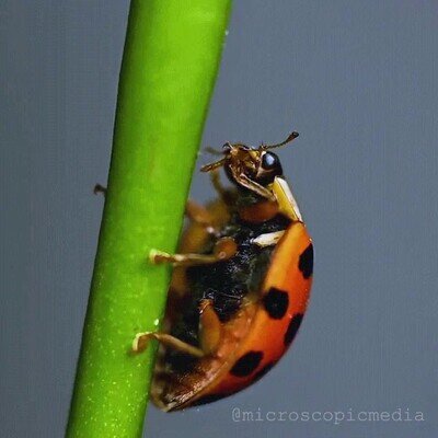 mariquita,limpiar,festín