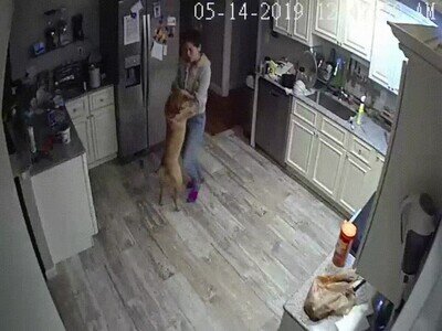 mejor,compa&ntilde;ero,baile,perro