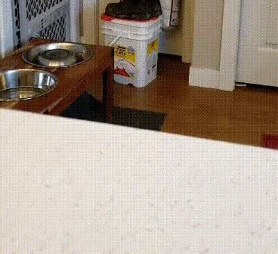 Enlace a Un gato haciendo la entrada más espectacular