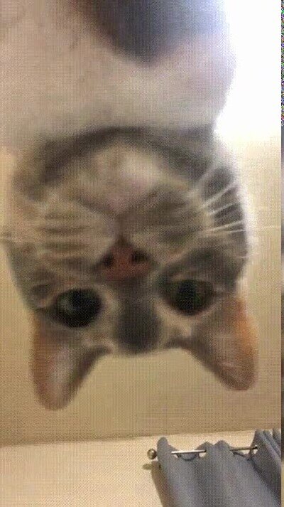 Enlace a Si fueran gigantes los gatos darían mal rollo