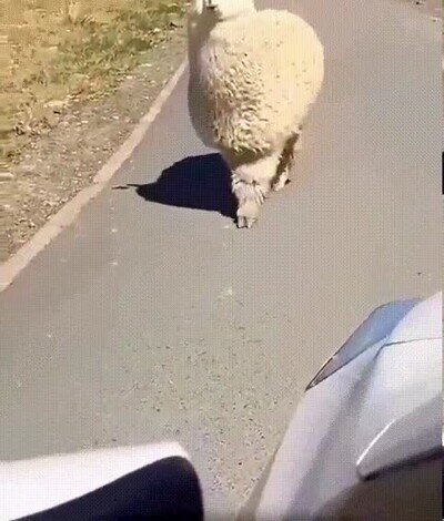 Enlace a Las alpacas son los animales más graciosos del universo