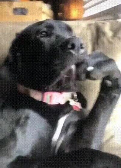 Enlace a Un perro haciéndose el interesante