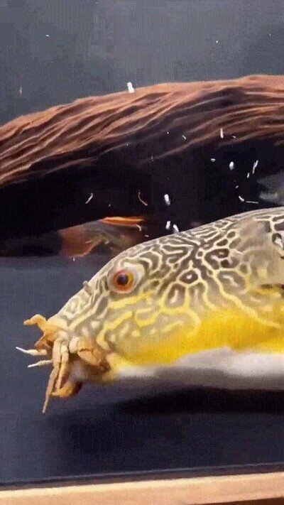 Enlace a Da mal rollo ver cómo se lo come