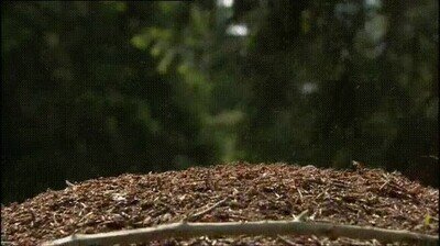 Enlace a Arañas que tiran ácido para proteger su colonia