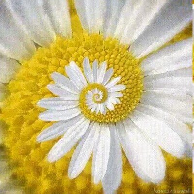 Enlace a La serie de Fibonacci en la naturaleza