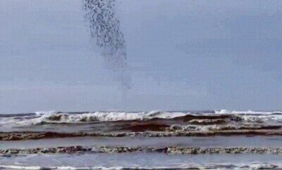 Enlace a Es alucinante lo que pueden hacer los pájaros